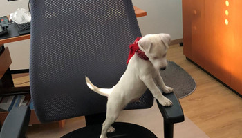 Büro Hund hat Dienst angetreten